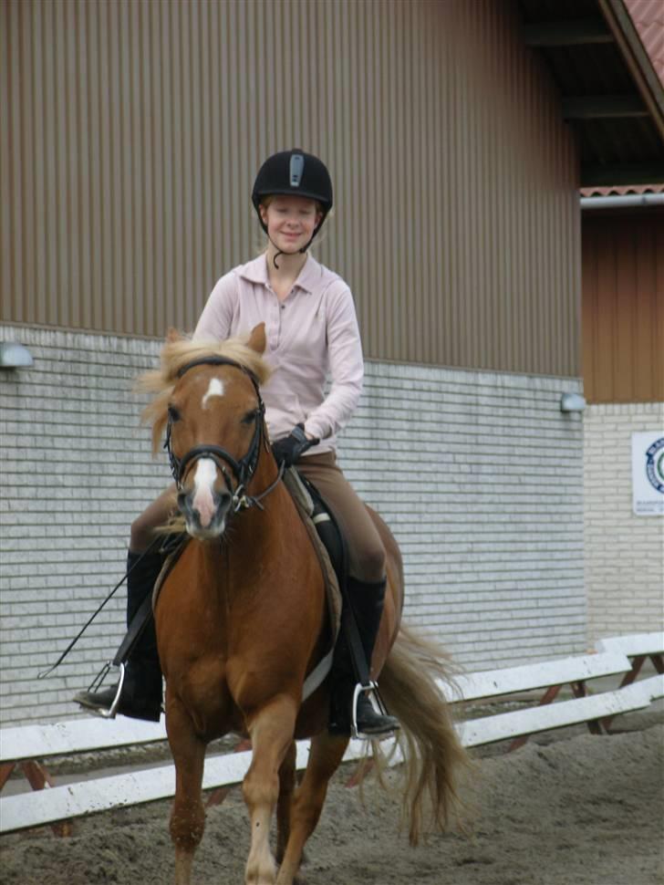 Haflinger Tarzan billede 4