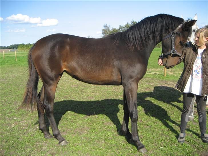 Dansk Varmblod Højagers Lukina ;D - elsker hende ! billede 11
