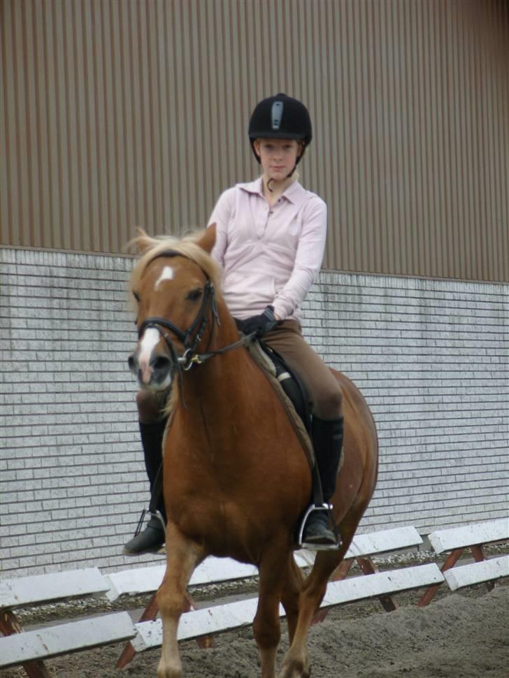 Haflinger Tarzan - Kom nu søde ;D billede 5