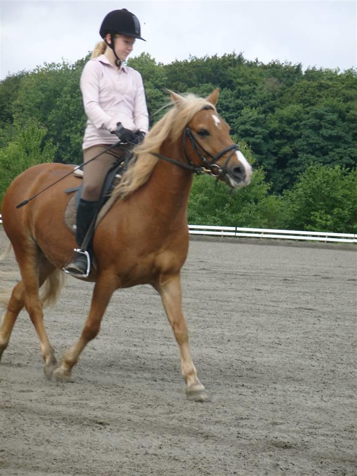 Haflinger Tarzan - gad gang Tusse ;D billede 6