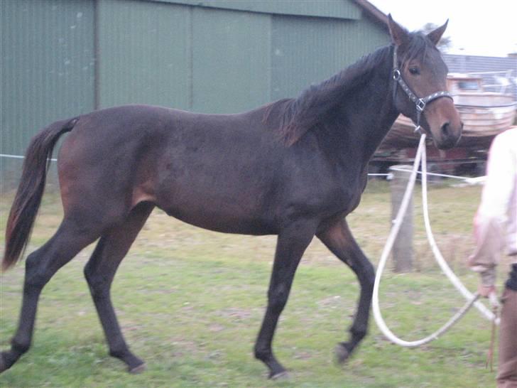 Dansk Varmblod Højagers Lukina ;D billede 13