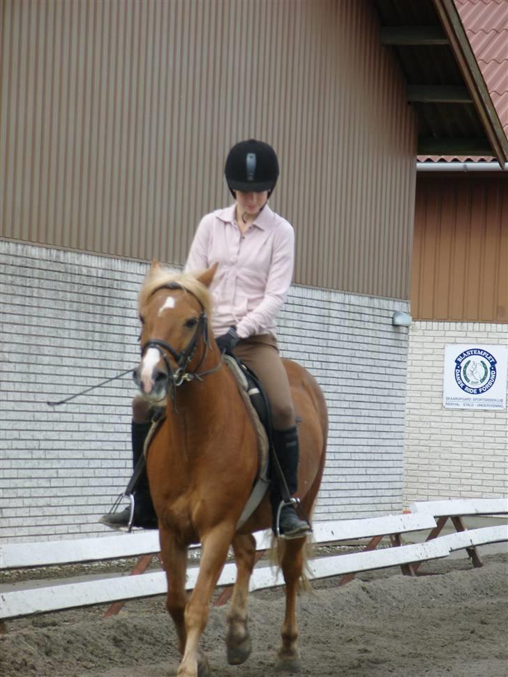 Haflinger Tarzan billede 7