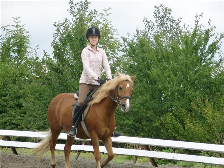 Haflinger Tarzan - Galop søde billede 8