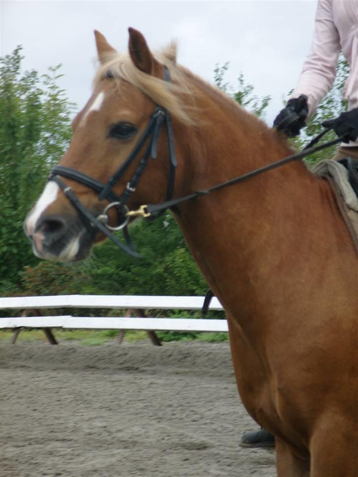Haflinger Tarzan - SMIL!!! ;D billede 9