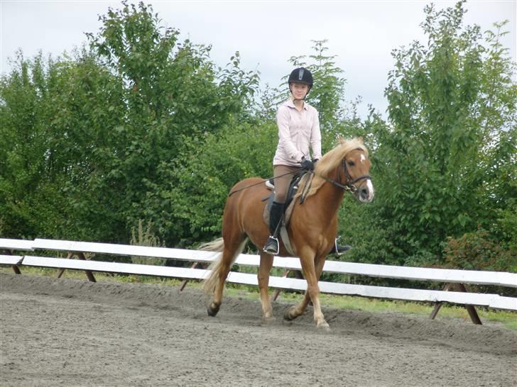 Haflinger Tarzan - Super søde billede 10