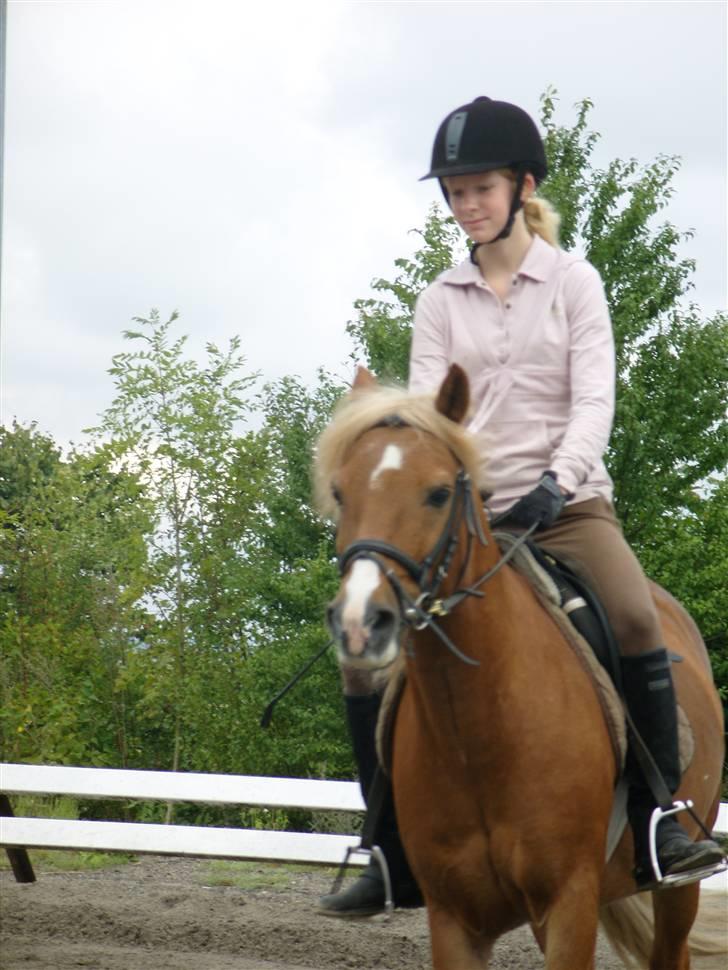 Haflinger Tarzan - Godt gået min ;D billede 11