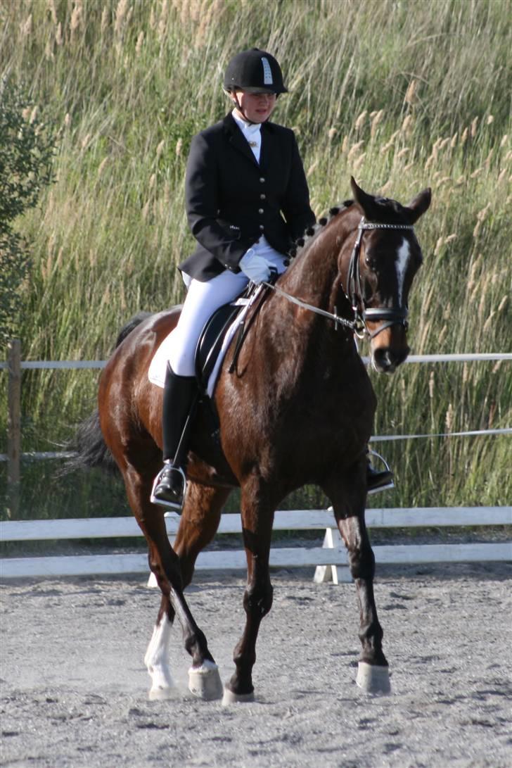 Anden særlig race Rachelieu uglvig - ned ad midterlinjen i LA4 :D billede 17