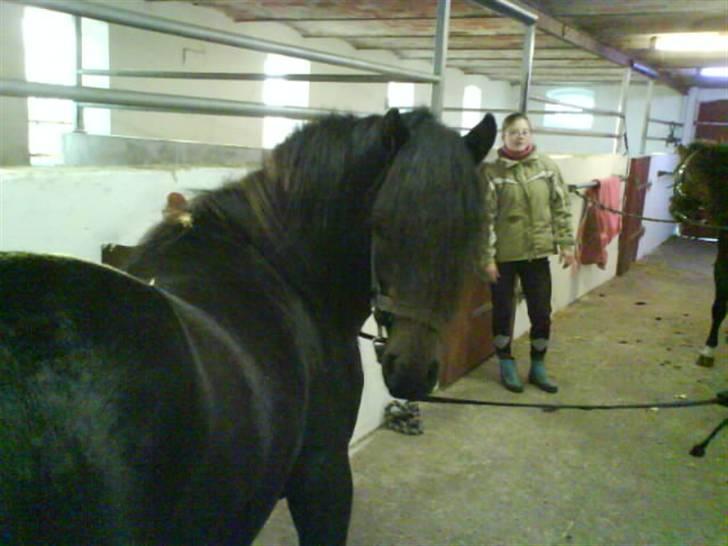 Dartmoor machel solgt billede 2