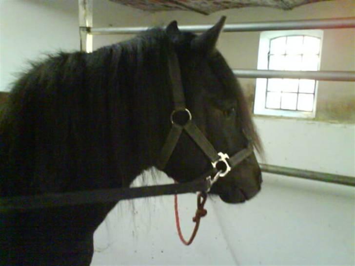 Dartmoor machel solgt - leger lidt med lillebror billede 3