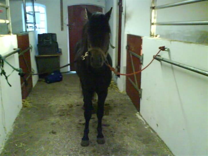 Dartmoor machel solgt billede 4