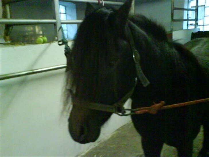 Dartmoor machel solgt billede 5