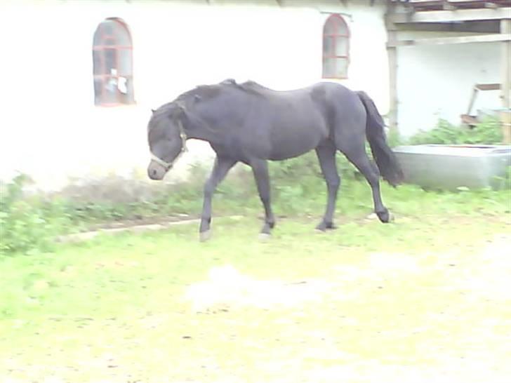 Dartmoor machel solgt billede 6