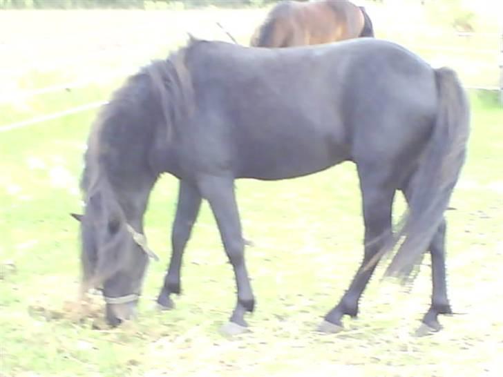 Dartmoor machel solgt billede 7