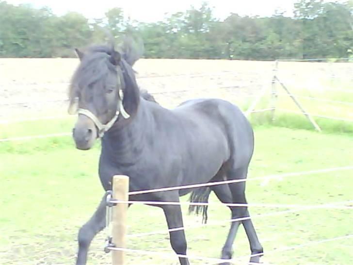 Dartmoor machel solgt billede 8