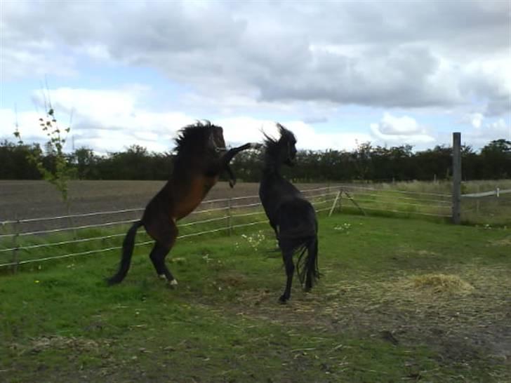 Dartmoor machel solgt - hvem er højest? billede 9