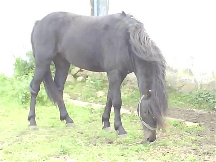 Dartmoor machel solgt billede 10