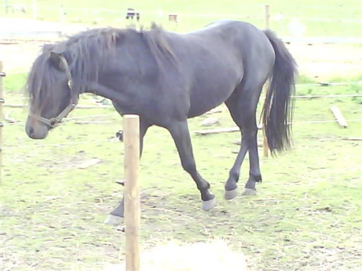 Dartmoor machel solgt billede 11