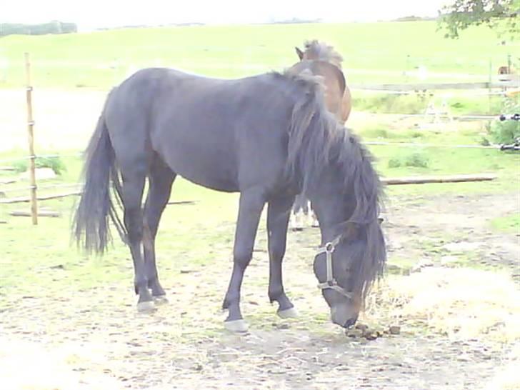 Dartmoor machel solgt billede 12