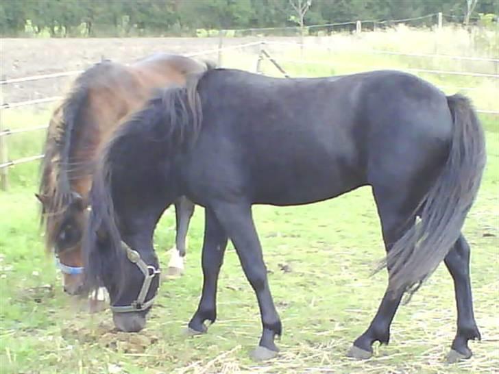 Dartmoor machel solgt billede 13