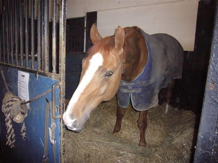 Dansk Varmblod Jack - velkommen til jacks profil:-) smid gerne en kommentar og bedømmelse... knuz her fra:-) billede 1