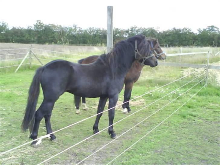 Dartmoor machel solgt billede 14