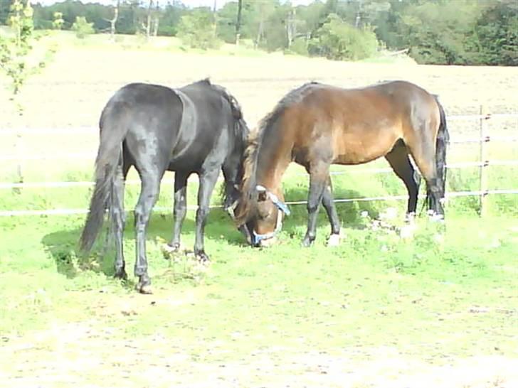 Dartmoor machel solgt - machel og hans bedste ven og lillebror fernando billede 15