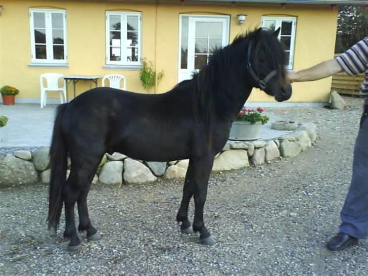 Dartmoor machel solgt billede 16