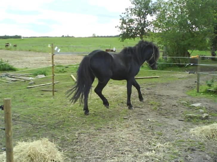 Dartmoor machel solgt billede 17