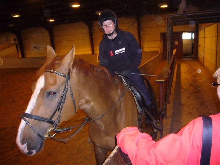 Dansk Varmblod Jack - klar til træning..:) på vek hvor han står.. han er (rideskolehest) billede 2