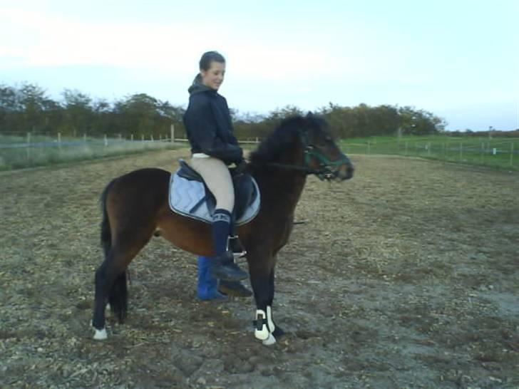 Dartmoor fernando solgt - første gang med rytter billede 2