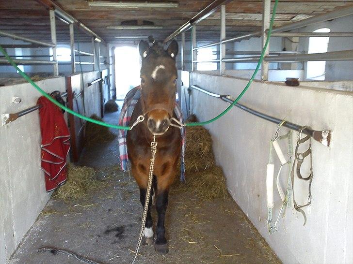 Dartmoor fernando solgt - klar til at blive klippet billede 3