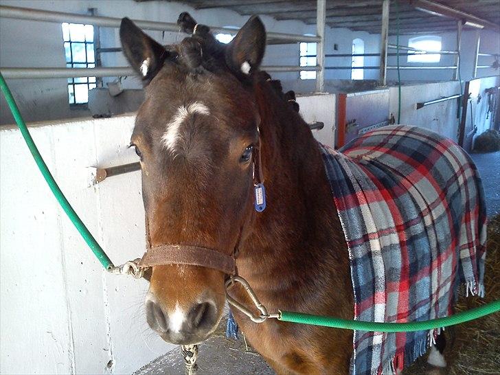 Dartmoor fernando solgt - klar til at blive klippet billede 4