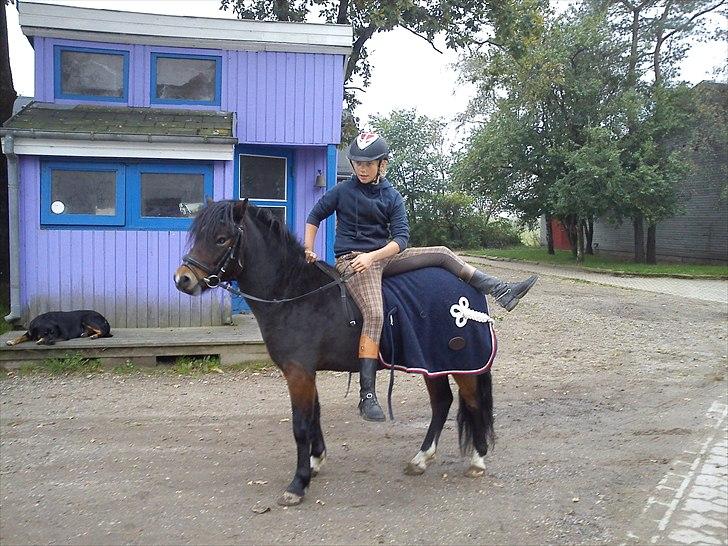 Dartmoor fernando solgt billede 5