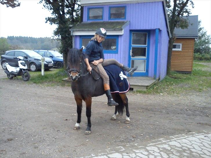 Dartmoor fernando solgt billede 6