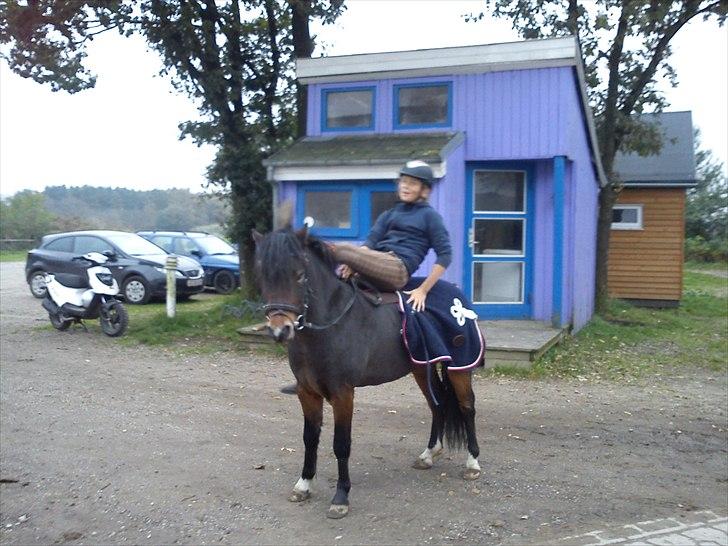 Dartmoor fernando solgt billede 7