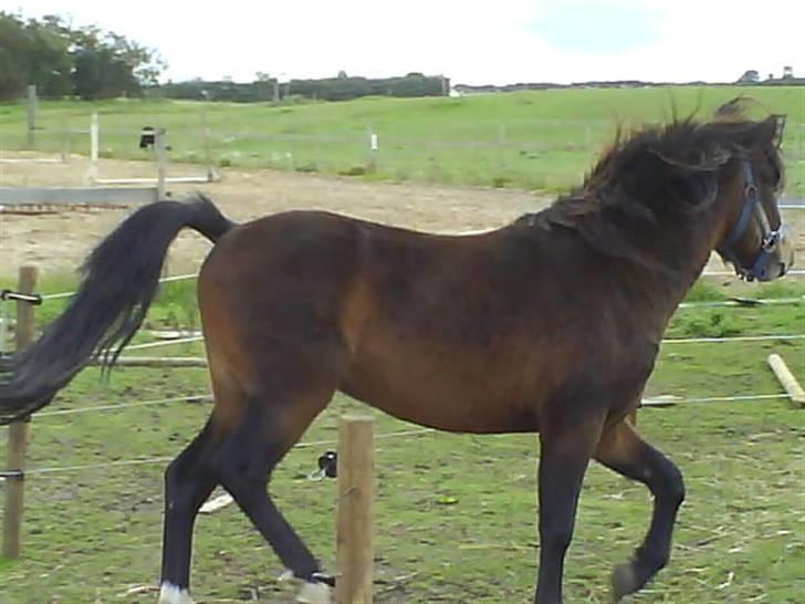 Dartmoor fernando solgt billede 8