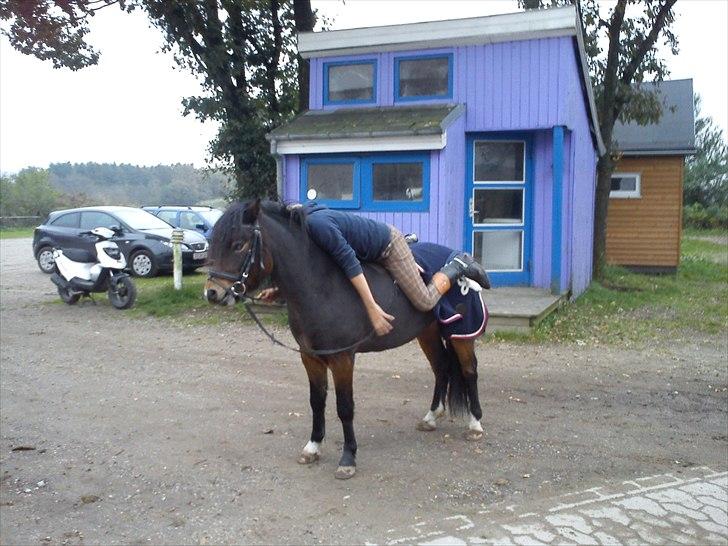 Dartmoor fernando solgt billede 9