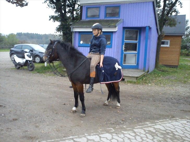 Dartmoor fernando solgt billede 10