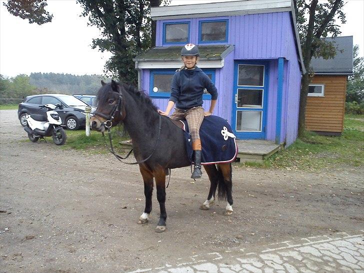 Dartmoor fernando solgt billede 11