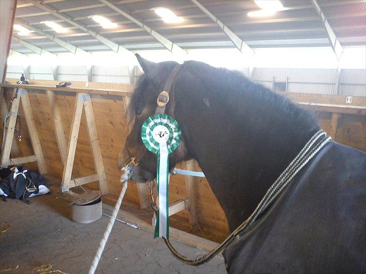 Dartmoor fernando solgt billede 12