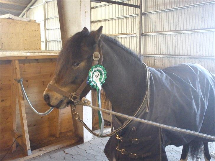 Dartmoor fernando solgt billede 15