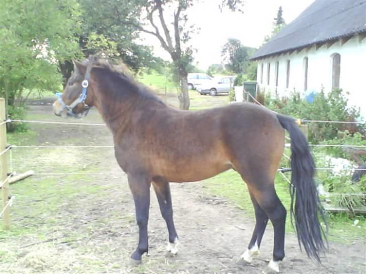 Dartmoor fernando solgt billede 16