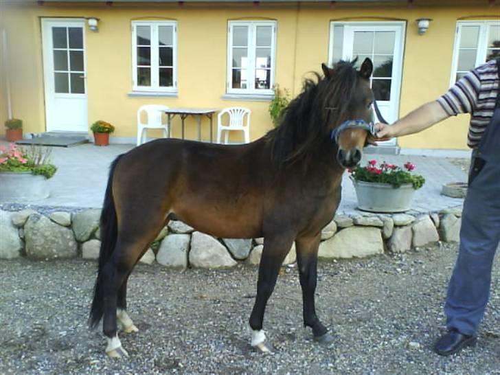 Dartmoor fernando solgt billede 18