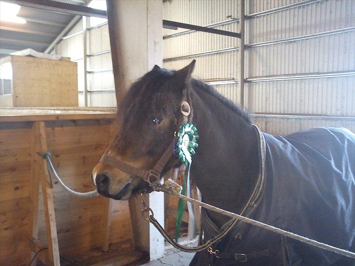 Dartmoor fernando solgt billede 19