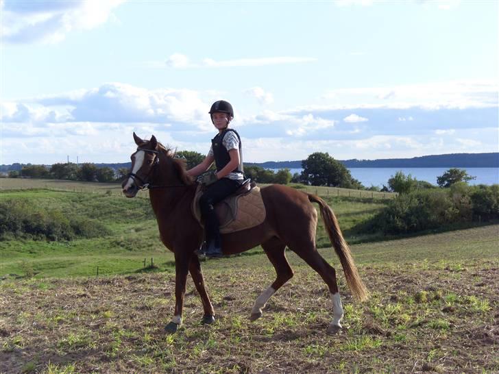 Hollandsk Sportspony Esprit - Esprit og jeg rider ude på marken nede ved fjorden billede 4