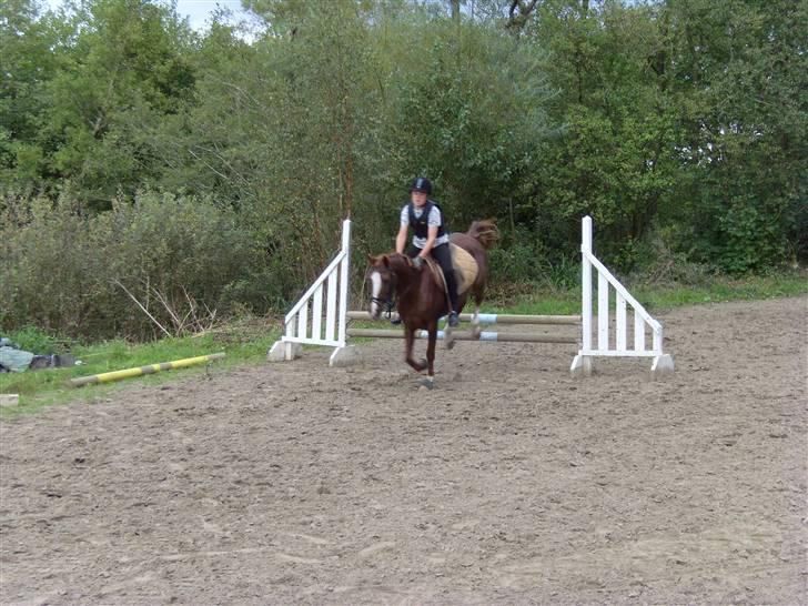 Hollandsk Sportspony Esprit - Endnu et spring billede 6