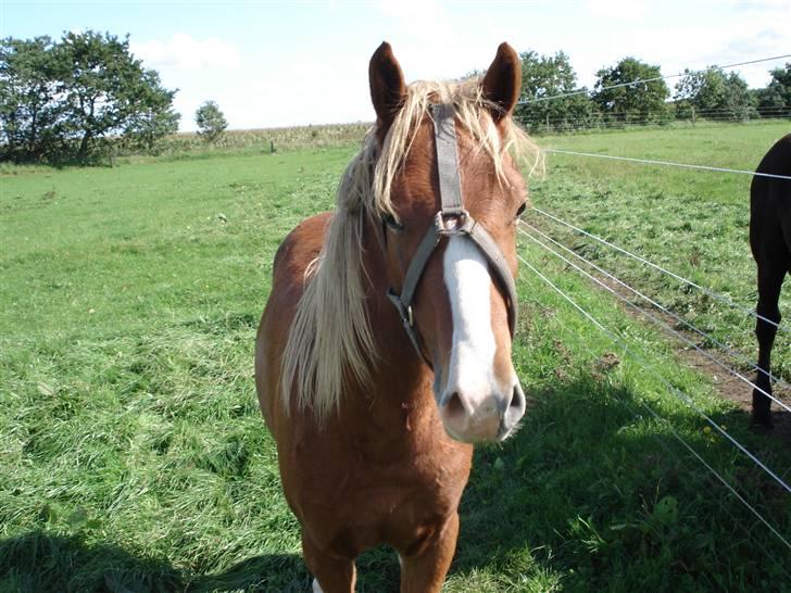 Welsh Pony (sec B) Bjerregårds Fighter(Solgt billede 11