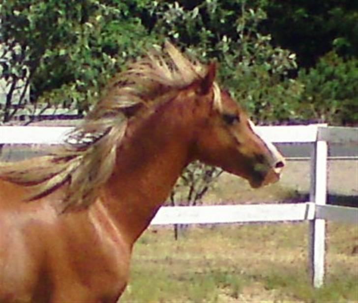 Welsh Pony (sec B) Bjerregårds Fighter(Solgt billede 13