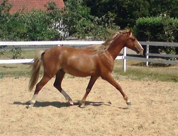Welsh Pony (sec B) Bjerregårds Fighter(Solgt billede 14