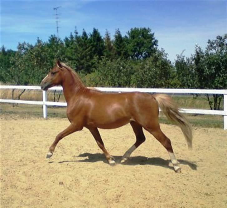 Welsh Pony (sec B) Bjerregårds Fighter(Solgt billede 15